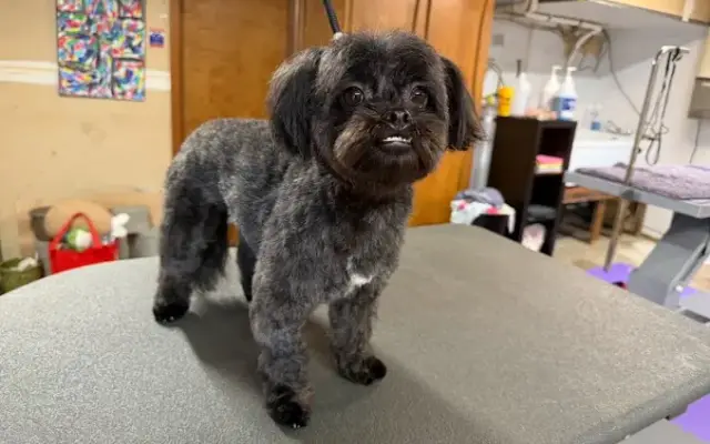 Bre's Grooming Salon in Tacoma, WA