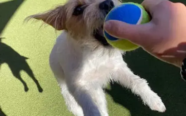 INN The Dog House - Boynton Beach in Boynton Beach, FL