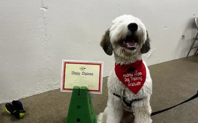 Andrea Arden Dog Training in New York, NY