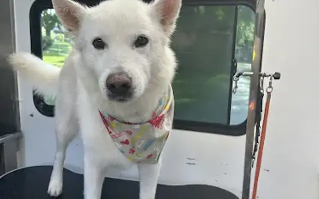 Doggy Doodle Doos Mobile Grooming in Indianapolis, IN
