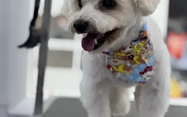 Puppylicious Pet Mobile Grooming & Bakery in Coral Springs, FL
