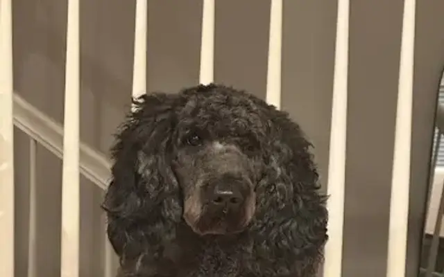 PetSmart Grooming in Commerce Township, MI