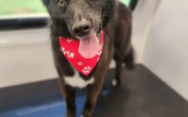 Crafted Canine Mobile Dog Grooming in San Marcos, CA