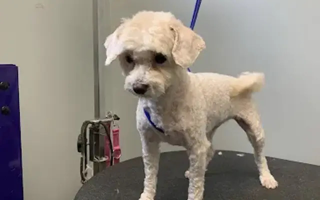 Bad to the Bone Grooming in Lancaster, SC