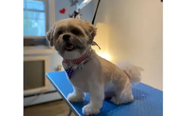 Popcorn Pawss Mobile Grooming in Farmingville, NY