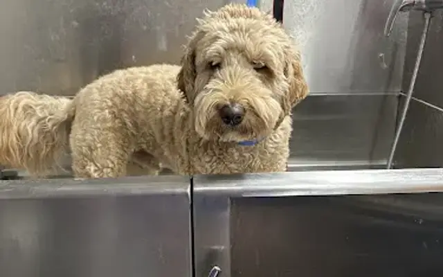 Filthy Gorgeous Grooming NM in Albuquerque, NM