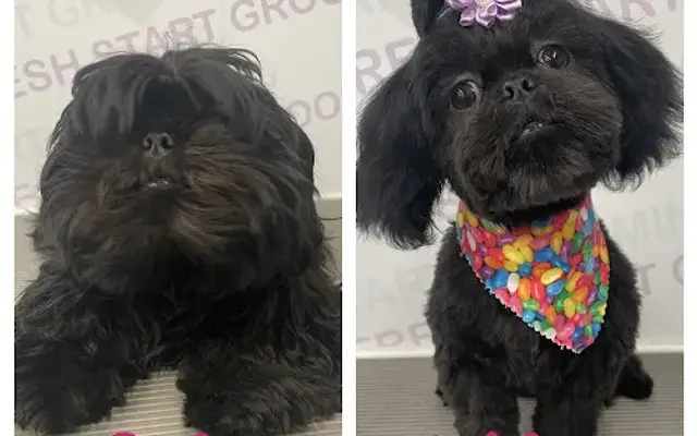 Fresh Start Grooming in Fredericksburg, TX