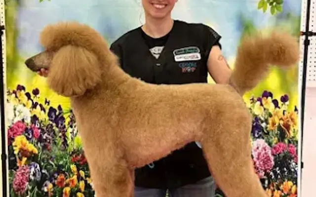 SD Grooming in Pacifica, CA