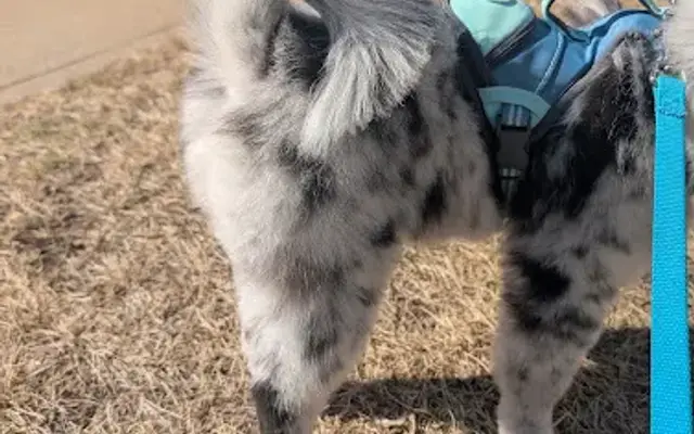 PetSmart Grooming in Toms River, NJ
