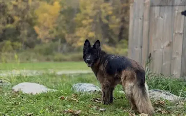 Valley K9 LLC in Canton, CT