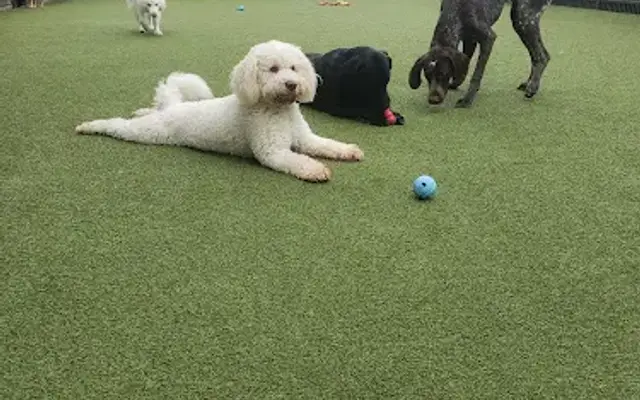 Nemacolin Wooflands Pet Care Center in McMurray, PA