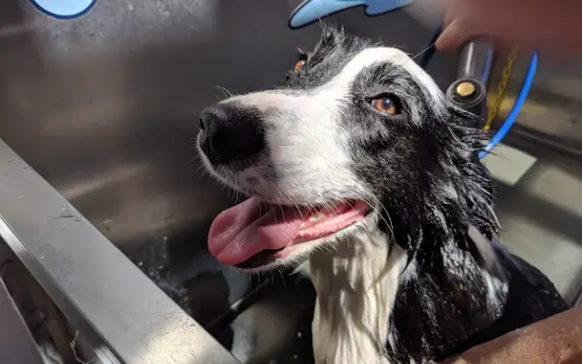 Sandy Paws Dog Wash in Huntington Beach, CA