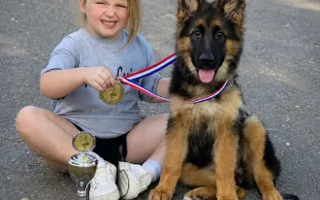 Alsup German Shepherds in Azle, TX