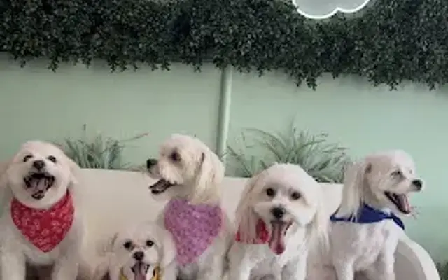 Isela's pet grooming in Whittier, CA