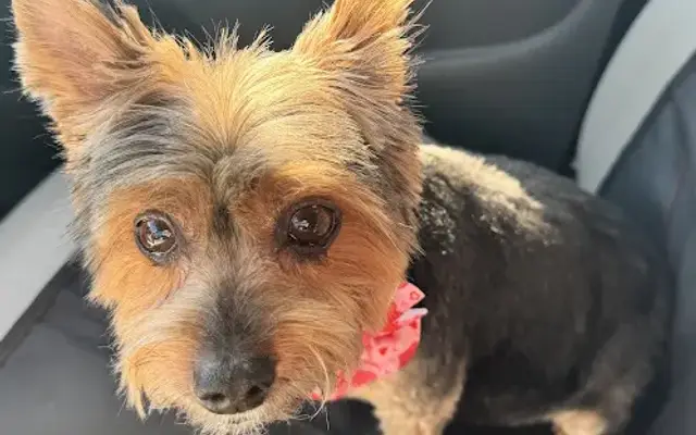 Barks N Bubbles in Rockledge, FL