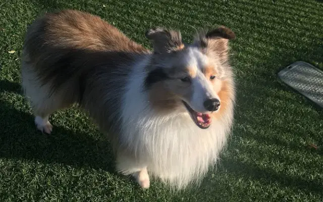 Awesome Pawz Mobile Grooming in Phoenix, AZ
