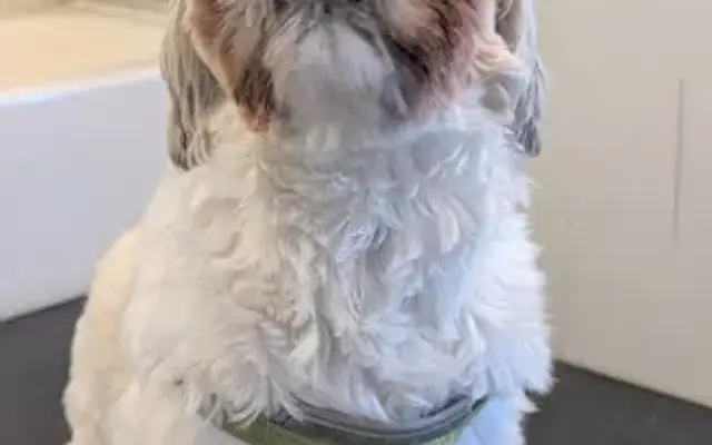 The Dog Barber LLC - Mobile Dog Grooming Services in Rome, GA