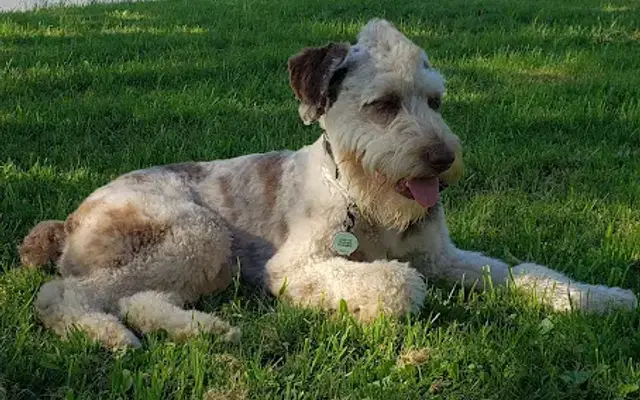Four Dog's Grooming Salon in Whitehouse, OH