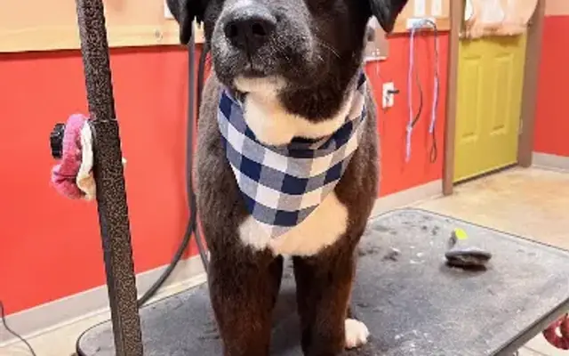 Just Paws Groom and Board in Cullman, AL