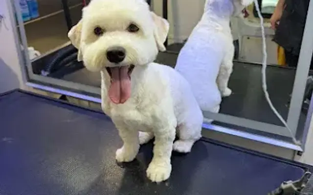 Martin Pets Grooming INC in East Elmhurst, NY