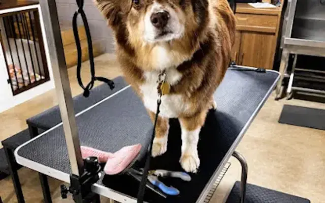 Disciple K9 Boarding, Training, & Grooming LLC in Greeneville, TN
