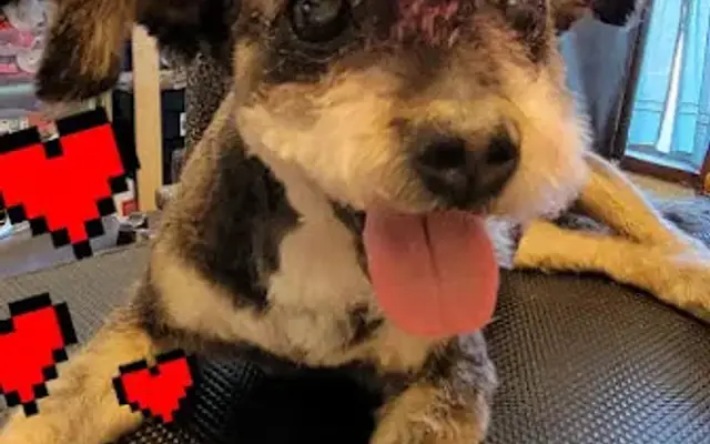 All Wags To Whiskers in Springfield, MO