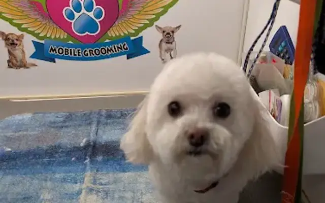 Some R Angels mobile grooming in Canonsburg, PA