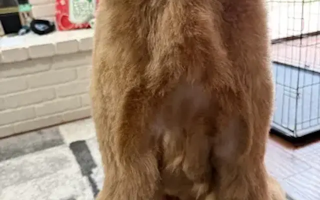 PetSmart Grooming in Ventura, CA