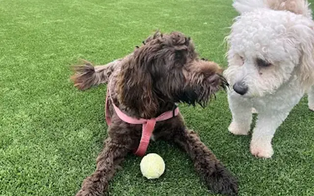 Puppy Love Pet Services in Manchester Township, NJ