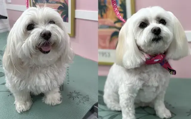 Brush & Bubbles Mobile Grooming in Clive, IA