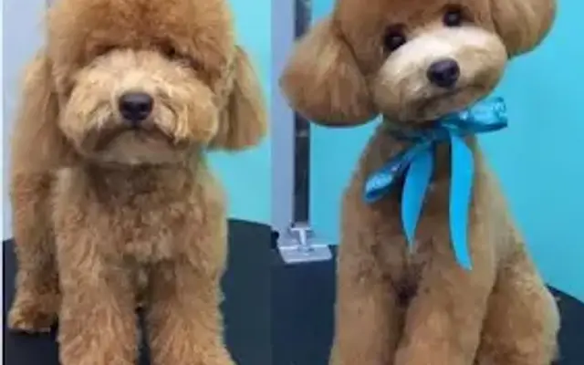 The Poodle Puff in Sherman Oaks, CA