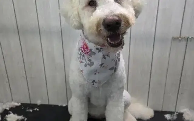 Dogs grooming plus+ in Houston, TX