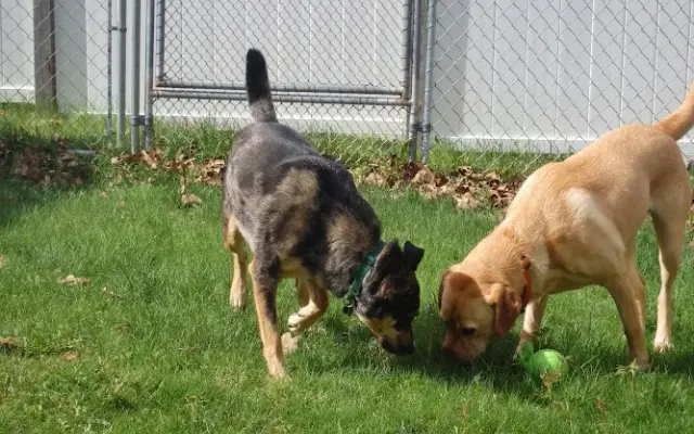 Haggett Hill Kennel in Edgecomb, ME