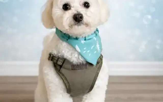 Coco’s Spa Bath & Grooming in Spring, TX