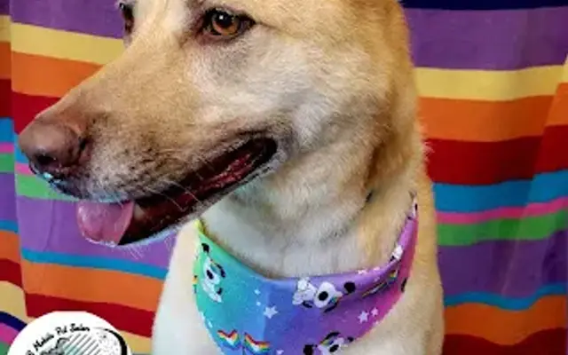 B & B Mobile Pet Salon in Las Vegas, NV