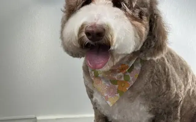 Petit Paw Grooming in Foster City, CA