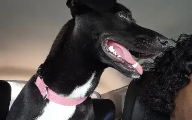 Puppy Dreams Inc in Winter Garden, FL