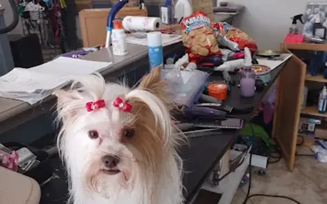 4 Pawz Salon in Montgomery, TX