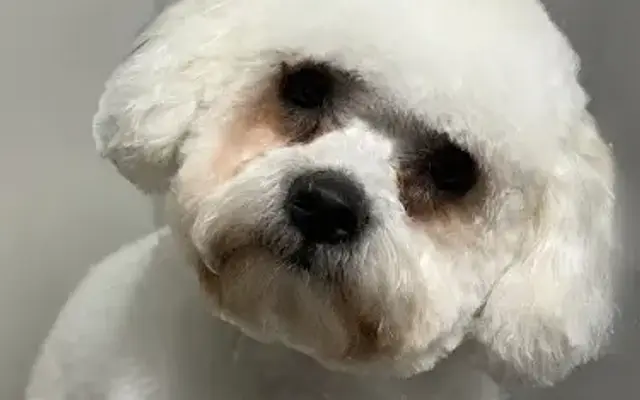 KC HOOSIER GROOMER in South Bend, IN