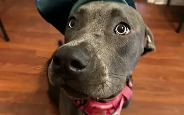 Tampa Bay Canine Retreat in Lutz, FL