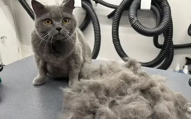 DapperTails Mobile Pet Grooming of Greater Portland in Portland, OR