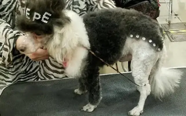 Brenda's Cuddles & Cuts in Delphos, OH