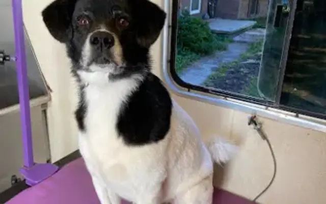 Ferguson Family Grooming in Reisterstown, MD