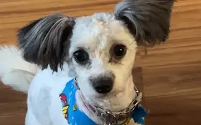 Sharon's Professional Dog Grooming in Lancaster, SC