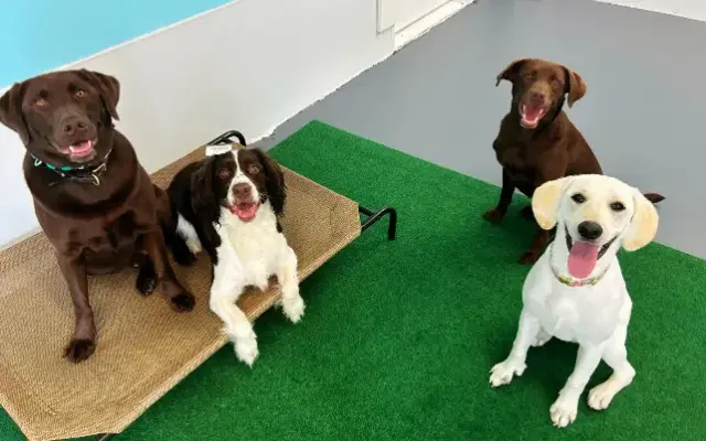 Amarok Kennels Doggie Daycamp & Grooming in Oneida, NY