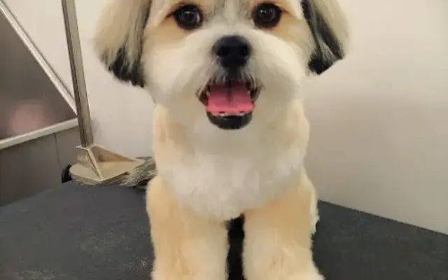 Pampered Pets Parlor Mobile Grooming in Loveland, CO