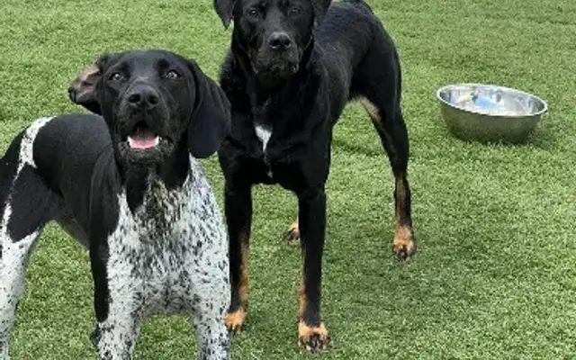 Pups At Play in Rindge, NH