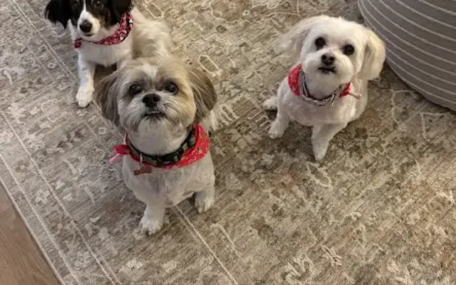 AL Pal's Dog Grooming in Newnan, GA