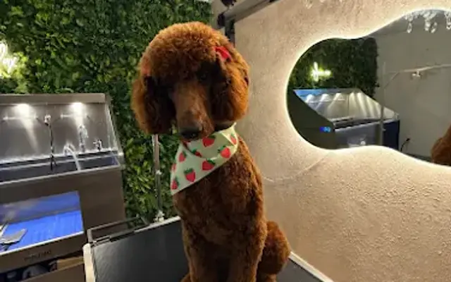 DARLAS PAW RETREAT/DOG GROOMER SALEM OR in Salem, OR