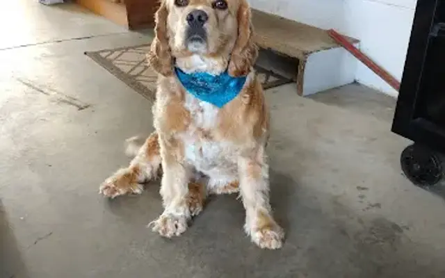 Kauffmans Pet Parlor in Bethel, PA